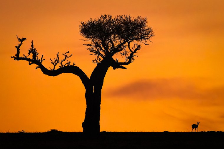 071 Masai Mara.jpg